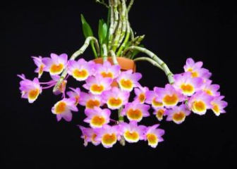 Long Tu orchid - Characteristics, classification and growing techniques from A to Z