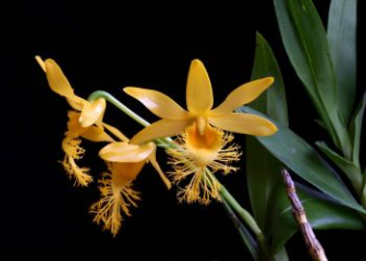 Dendrobium hirsutum with fringed lips - Wild orchid with fringed 