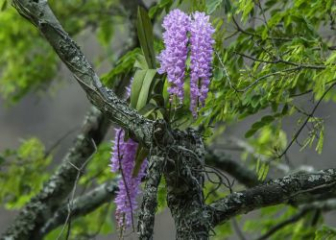 Dendrobium orchid - Classification & Most detailed growing techniques