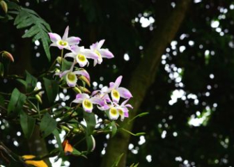 Pearl Orchid - Techniques for growing and caring for beautiful flowering orchids