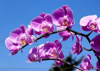 Phalaenopsis Orchids (Butterfly Orchids) - Characteristics, Classification & How to Grow