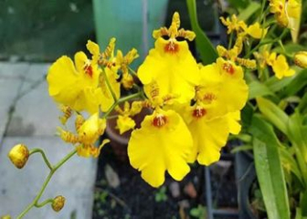 Dancing Lady Orchid - Classification, planting instructions from A to Z