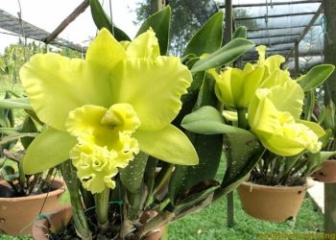 Cattleya Orchids - Classification and most detailed growing techniques
