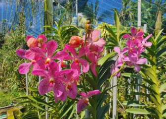 Mokara Orchid - The most detailed and simple way to grow Mokara orchids