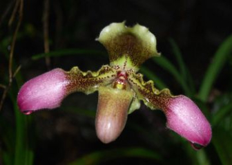 Lady's Paphiopedilum - Origin, Classification and General Characteristics