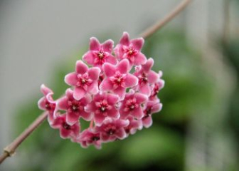 Cymbidium Orchid - Classification & most effective growing tips