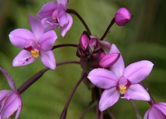 Lan Chu Dinh - The most beautiful and popular orchid species in Vietnam