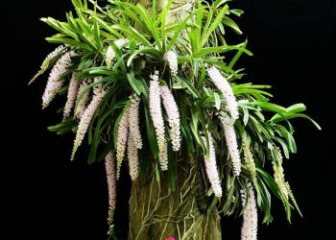 Foxtail Orchid - The most detailed planting and care techniques