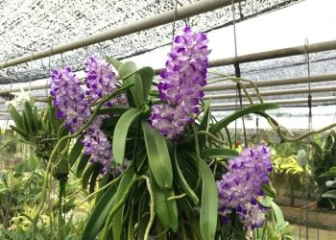 Hai Yen Orchid - Techniques for growing and caring for orchids to bloom in season