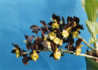 Swan Orchid - Strange beauty in the orchid world