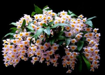 Purple Dendrobium Orchid - Origin, characteristics, habits & how to grow
