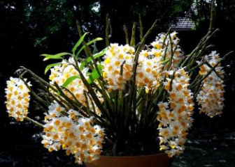 Yellow orchid - The treasure of the green forest of the Dendrobium orchid family