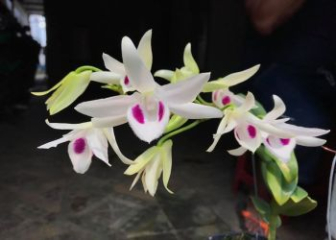 Phi diep orchid - Classification, detailed care techniques from A to Z