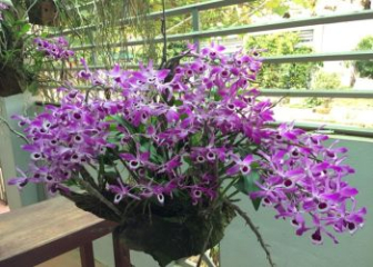 Trumpet orchid - Detailed planting and care techniques