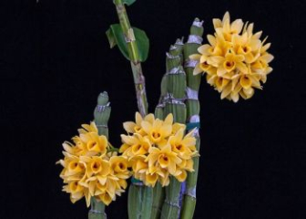 Flat orchid - Characteristics and detailed growing instructions for beginners