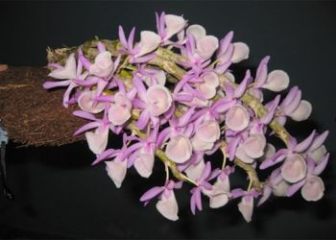 Lime Dendrobium Orchid - Growing & Care Techniques from A to Z