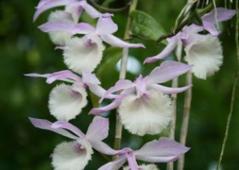 Dendrobium aphyllum - Characteristics, growing methods and applications in oriental medicine