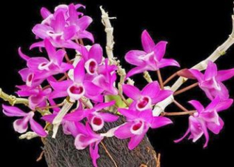 Purple Cymbidium Orchid - Effective growing and flowering techniques