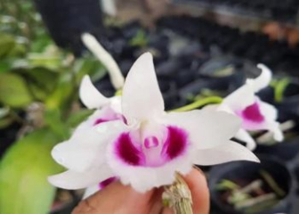 5-petal white orchid - Rare, billion-dollar mutant orchid