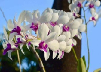 Dendro Orchids - Classification, planting and care in the most detailed way