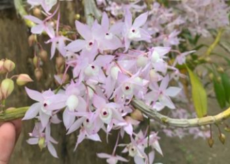 Dendrobium aduncum orchid - Characteristics, planting techniques & care