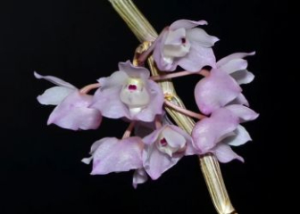 Vanilla Dendrobium - Orchid with a distinctive scent