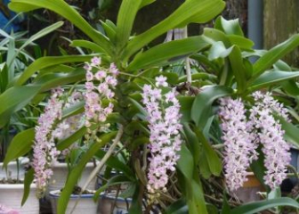 Rhynchostylis gigantea – Growing Guide and Blooming Tips