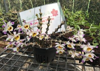 Lady Buddha Orchid - Characteristics, meaning, planting techniques & care