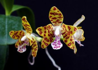 Leopard Orchid – Detailed Techniques for Planting and Triggering On-Time Blooming