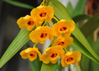 Golden Phi Diep Orchid – Propagation & Care Techniques by Growth Stage