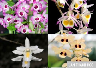 Orchid Thach hoc - Beautiful orchid is a precious medicine in oriental medicine