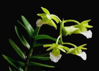 Cu Lao Minh Orchid – A Rare Endemic Wild Orchid of Vietnam