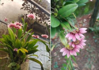 Lan lọng - Chi lan khủng có hình thù kỳ lạ nhất thế giới