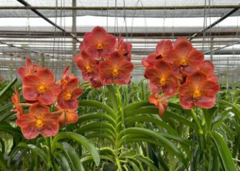 Lan Vanda - Hướng dẫn trồng & chăm sóc chi tiết từ A - Z
