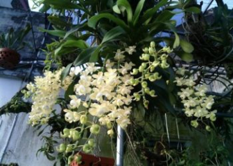 Quế lan hương - Nguồn gốc, ý nghĩa và cách trồng chi tiết