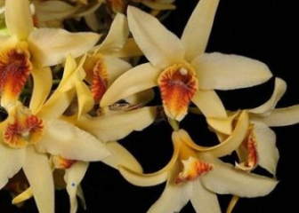 Lan Hoàng thảo lụa vàng - Đặc điểm, cách trồng & chăm sóc
