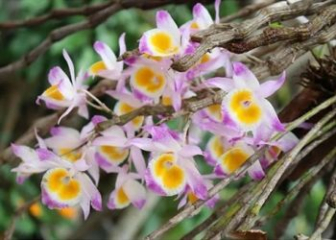 Lan ý thảo - Đặc điểm, kỹ thuật trồng và kích hoa chi tiết
