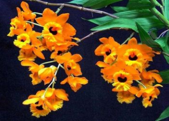 Lan Long nhãn - Đặc điểm, cách trồng & chăm sóc từ A - Z