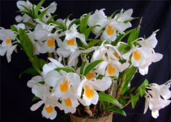 Lan Bạch nhạn - Nguồn gốc, đặc điểm, cách trồng và bảng giá