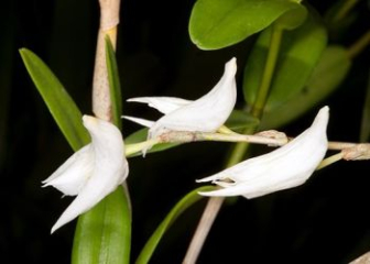 Lan Bạch câu - Loài lan có hình dáng như những chú chim bồ câu