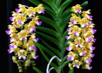 Aerides odorata Orchid - A to Z guide to growing and caring