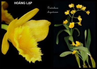 Dendrobium chrysotoxum - Effective care and flowering tips