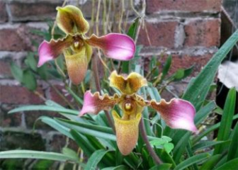 Hairy Slipper Orchid - Origin, Characteristics and How to Grow from A to Z