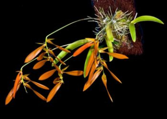 Long-petaled Orchid - The most detailed planting & care techniques