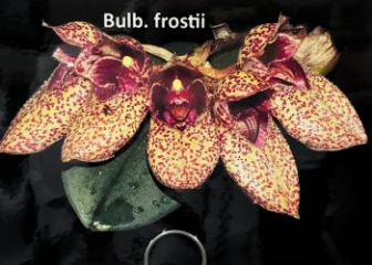 Orchid umbrella shoe - Endemic orchid species of Vietnam