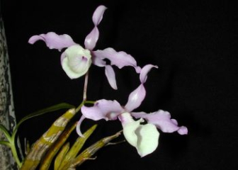 Cyclamen Orchid - Origin, characteristics and how to grow