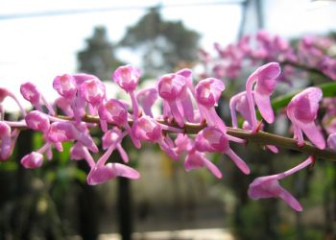 Christmas Orchid - Detailed planting and care techniques for beginners