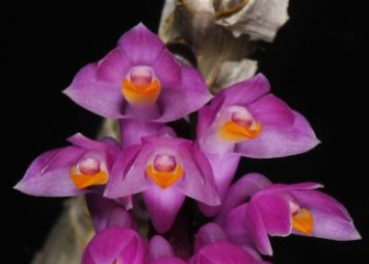 Dendrobium secundum - How to grow and care from A to Z