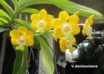American orchid - Origin, characteristics, care