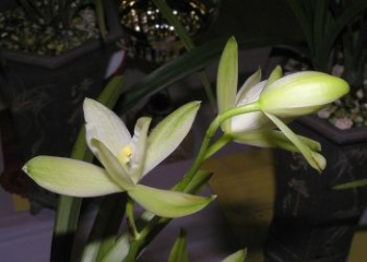 Thanh Ngoc orchid - How to grow & care for this precious orchid species